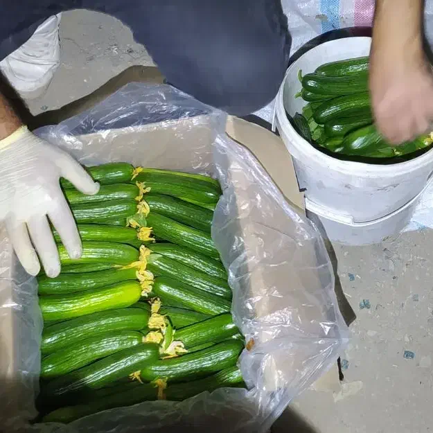 خیار تازه گلخانه مشهد|خوردنی و آشامیدنی|مشهد, ویلاشهر|دیوار