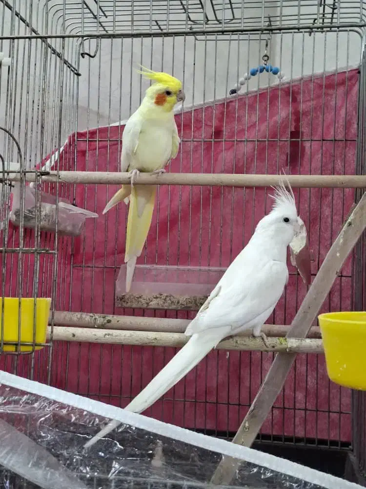 جفت عروس هلندی کشیده بلند بی عیب|پرنده|شیراز, دروازه قران|دیوار