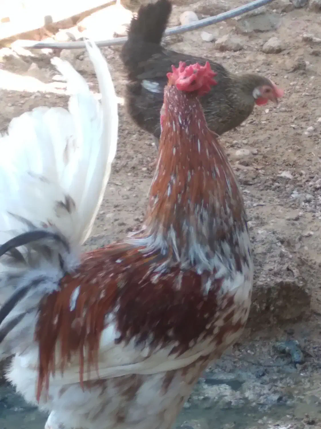 خروس چهل تاج محلی|حیوانات مزرعه|امیدیه, |دیوار