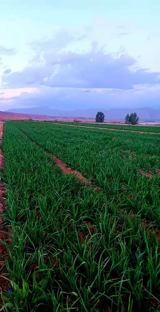 فروش ۱۲ هکتار زمین کشاورزی|فروش دفتر صنعتی، کشاورزی، تجاری|راهگان, |دیوار