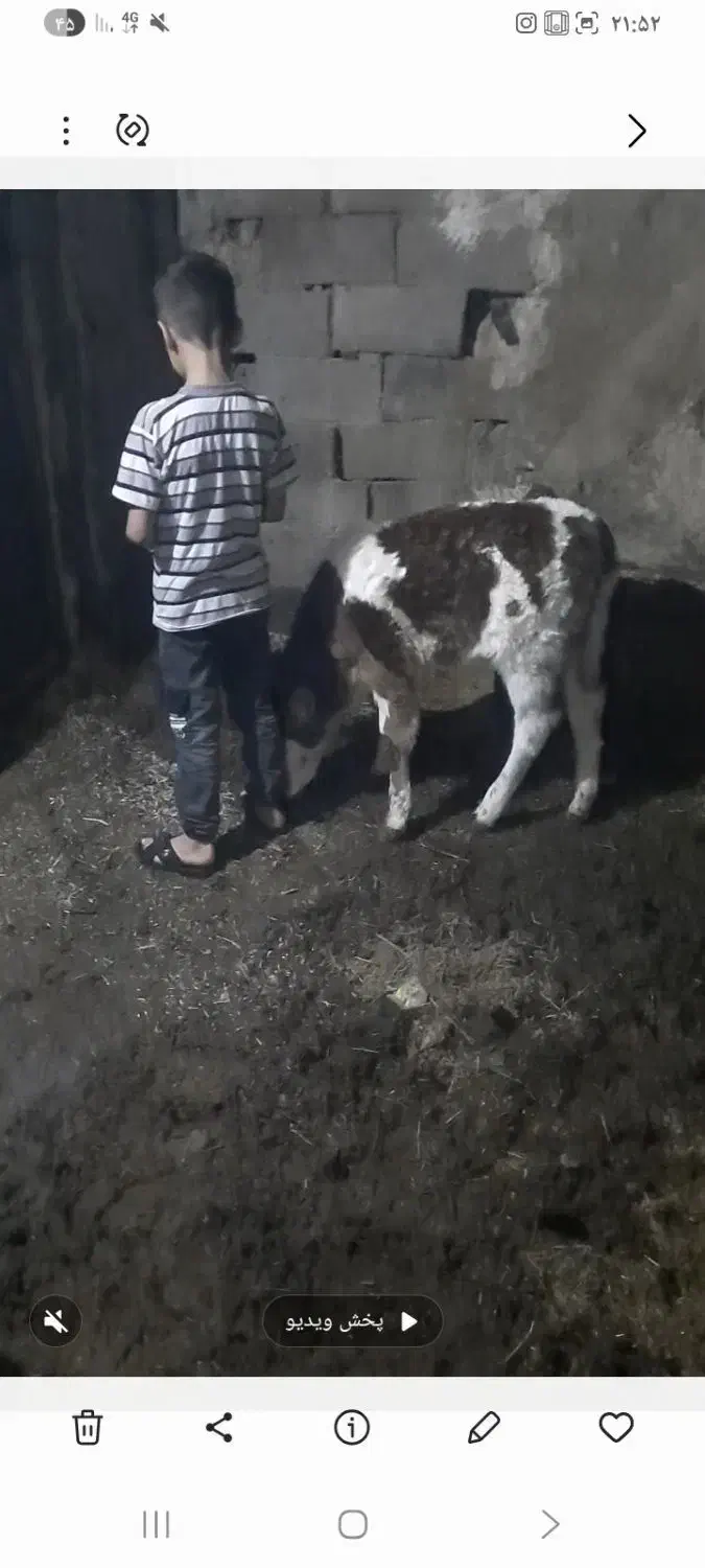 ۵۰۰۰۰۰۰۰|حیوانات مزرعه|بزینه رود, |دیوار