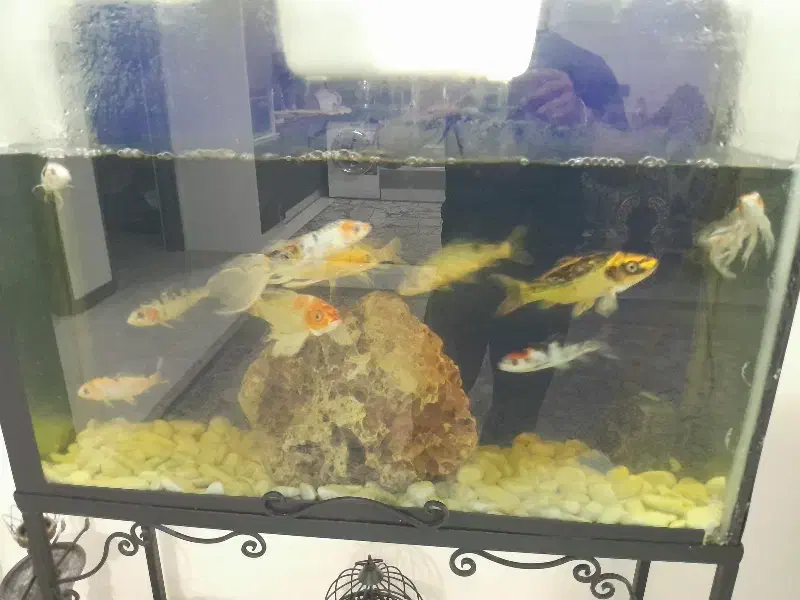 ماهی کوی|ماهی|اصفهان, حصه شمالی|دیوار