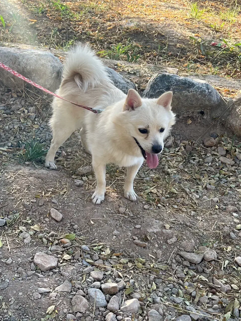 واگذاری سگ|سگ|بم, |دیوار