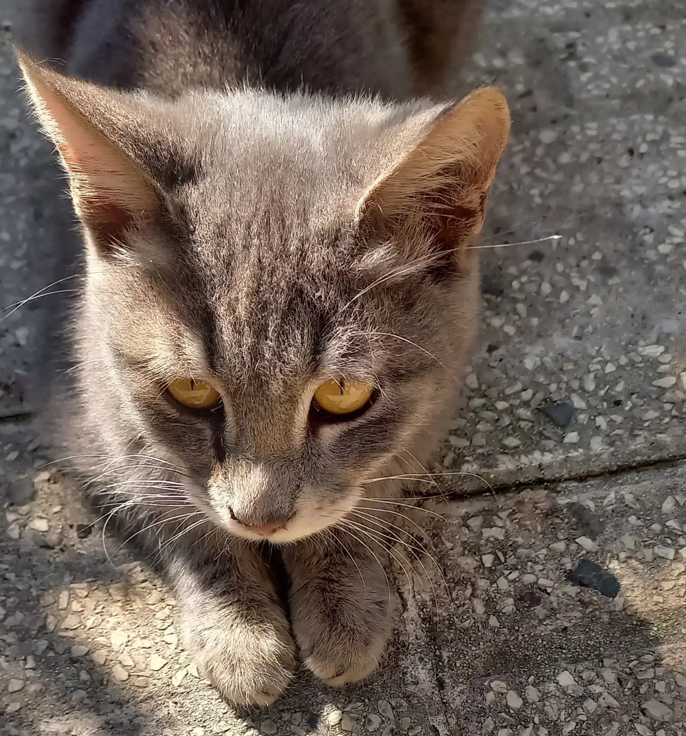 واگذاری گربه|گربه|بندر انزلی, ناسیونال|دیوار