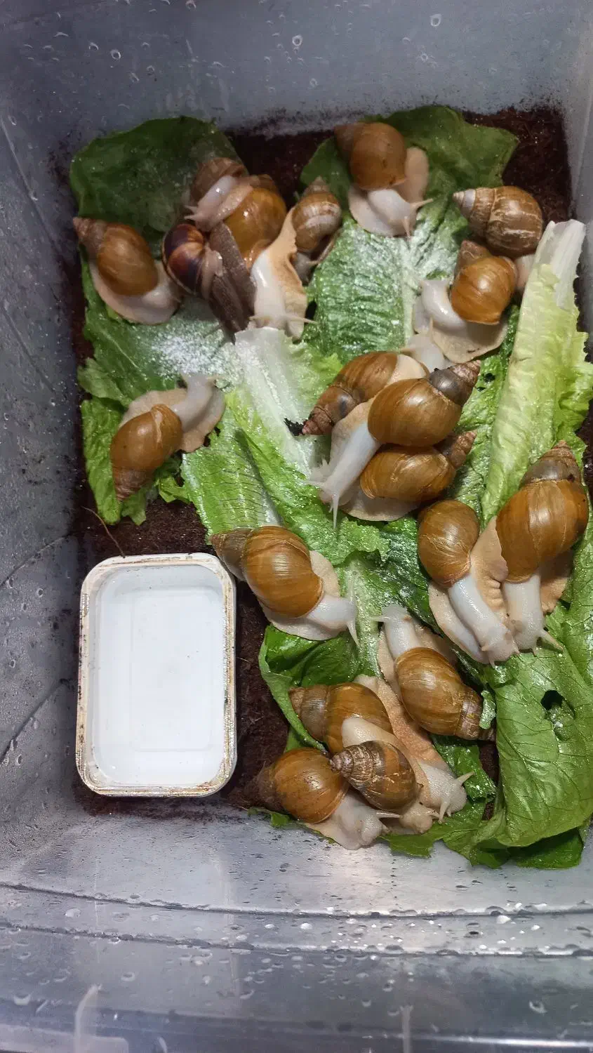 حلزون|خزنده|باسمنج, |دیوار