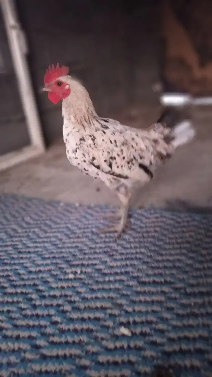 نیمچه خروس گلین لری اصیل کمیاب|حیوانات مزرعه|سنندج, |دیوار