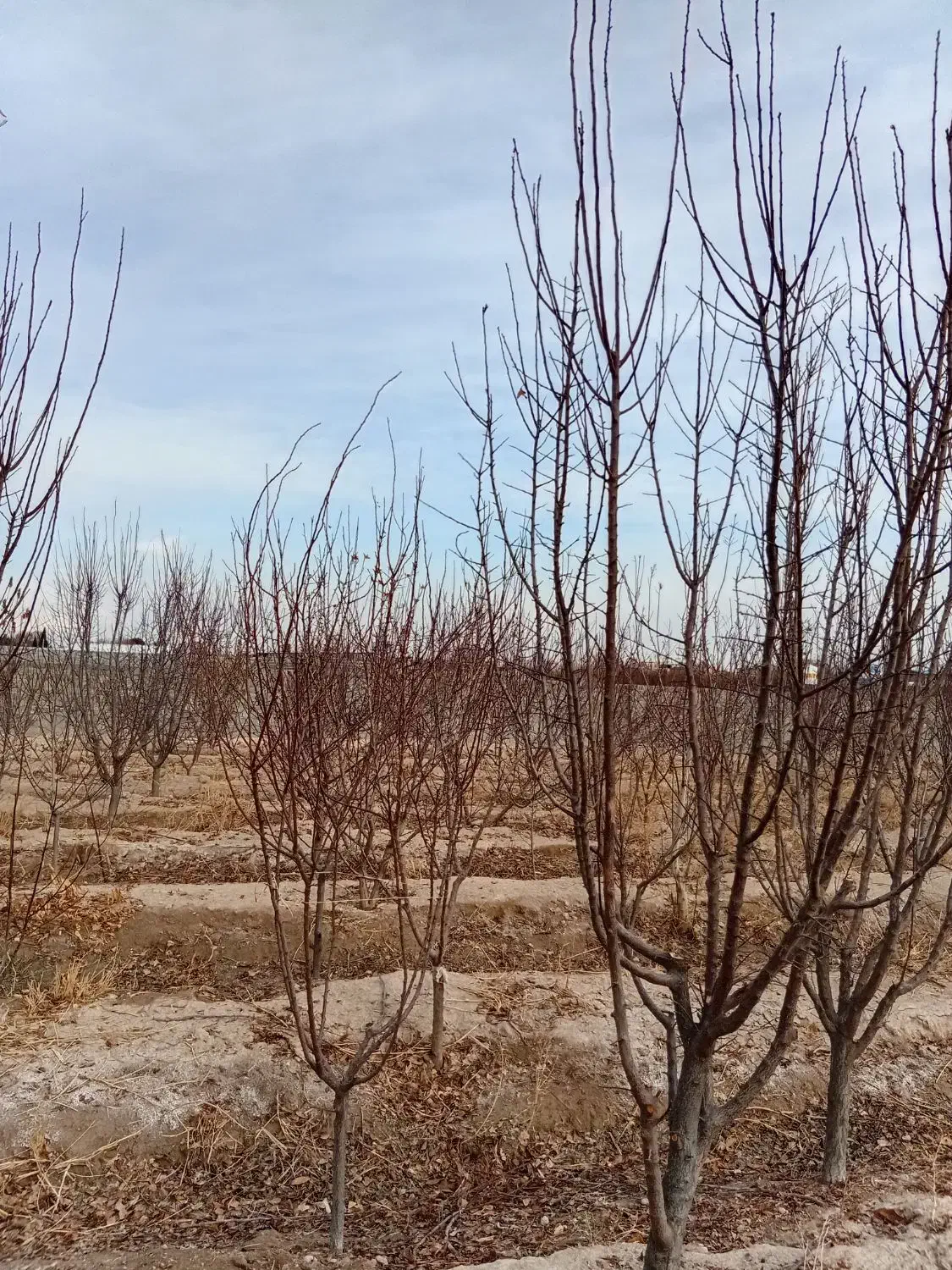 درخت میوه|گل و گیاه طبیعی|رباط‌کریم, انجم آباد|دیوار