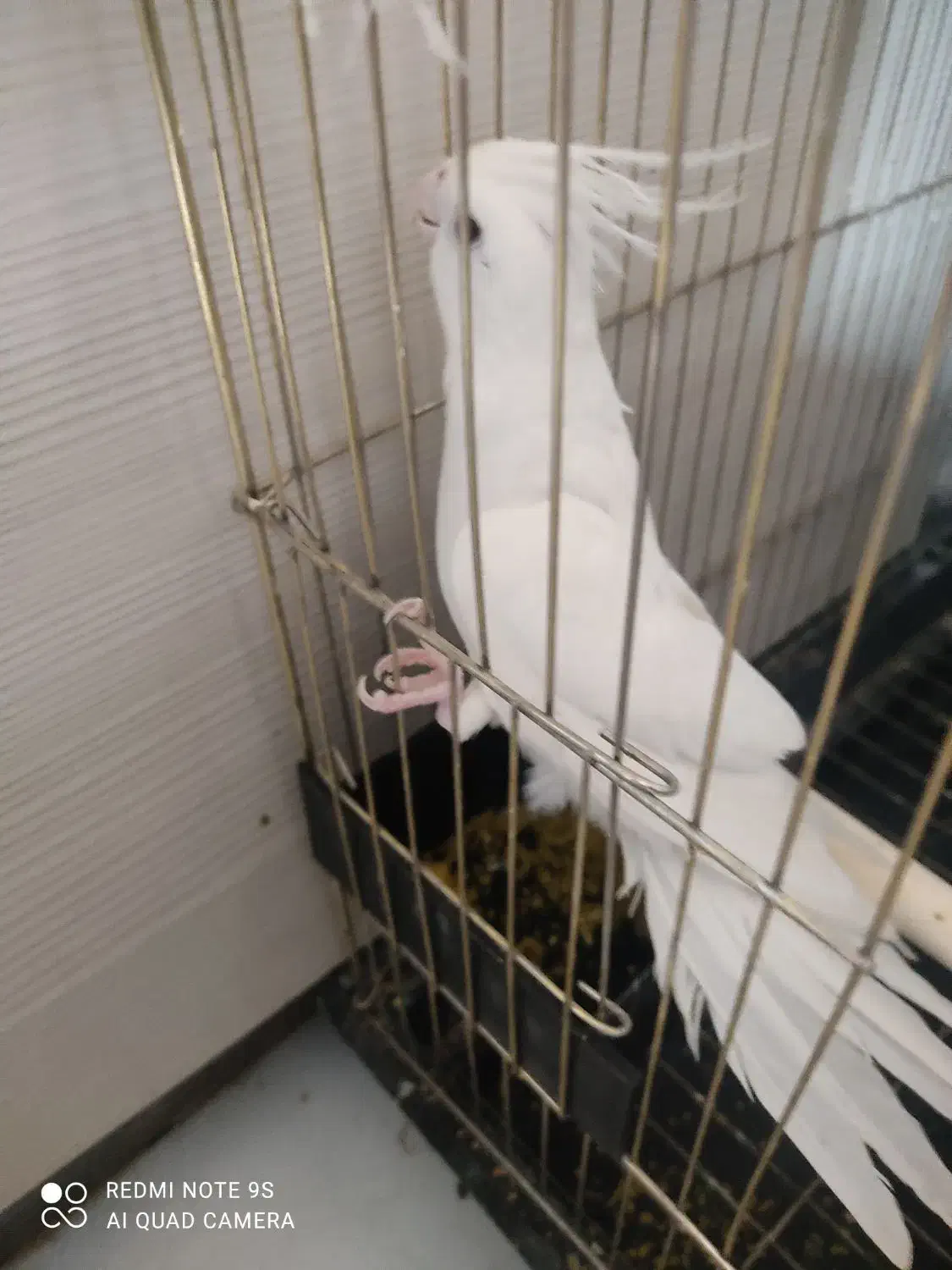 عروس هلندی البینو ماده|پرنده|پاکدشت, پاکدشت (مامازند)|دیوار