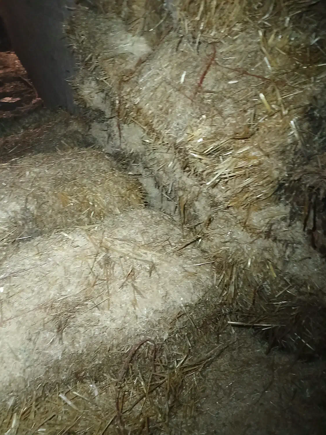 پرس گندم|عمدهفروشی|بروجرد, |دیوار