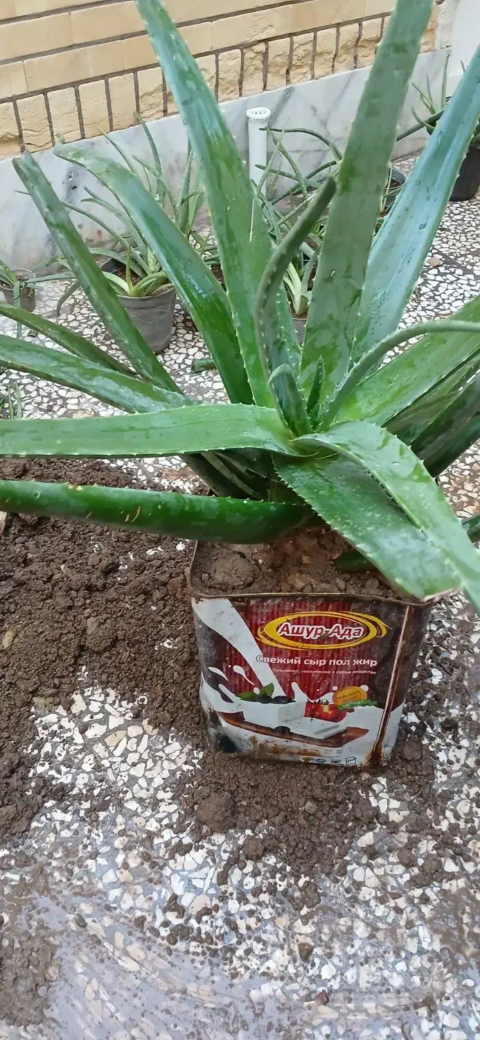 آلوئه ورا|گل و گیاه طبیعی|کاشان, فاز ۲ ناجی آباد|دیوار