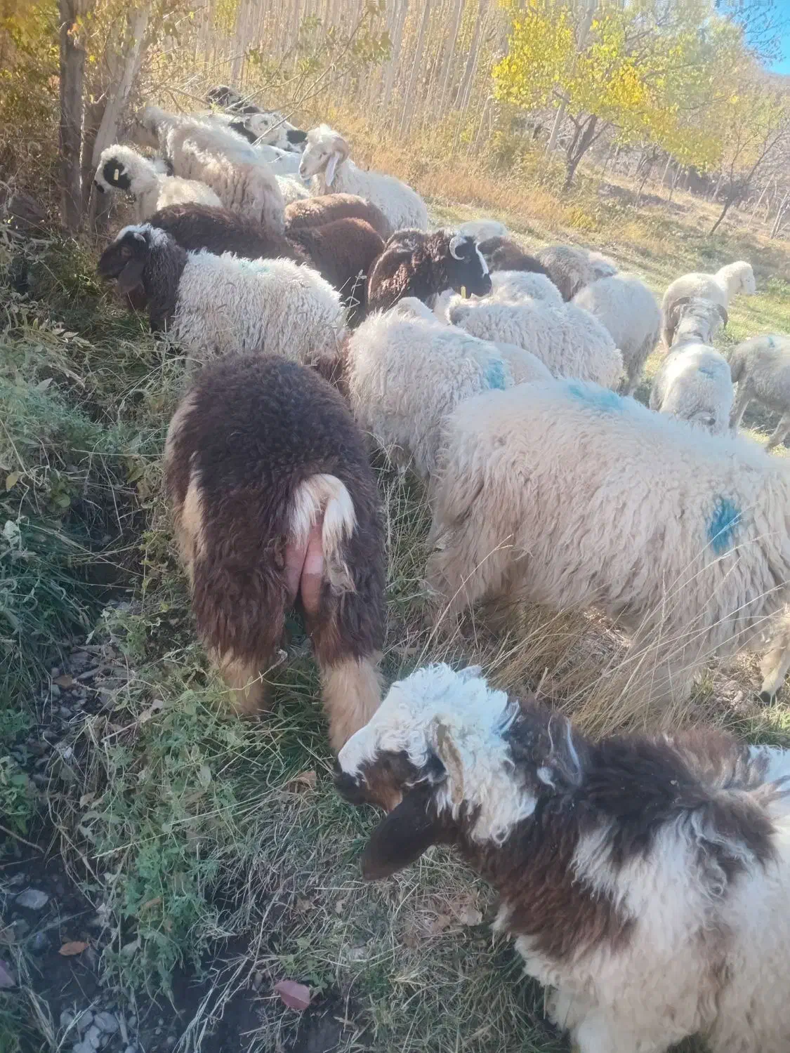 بره نیم گوشت|حیوانات مزرعه|راین, |دیوار