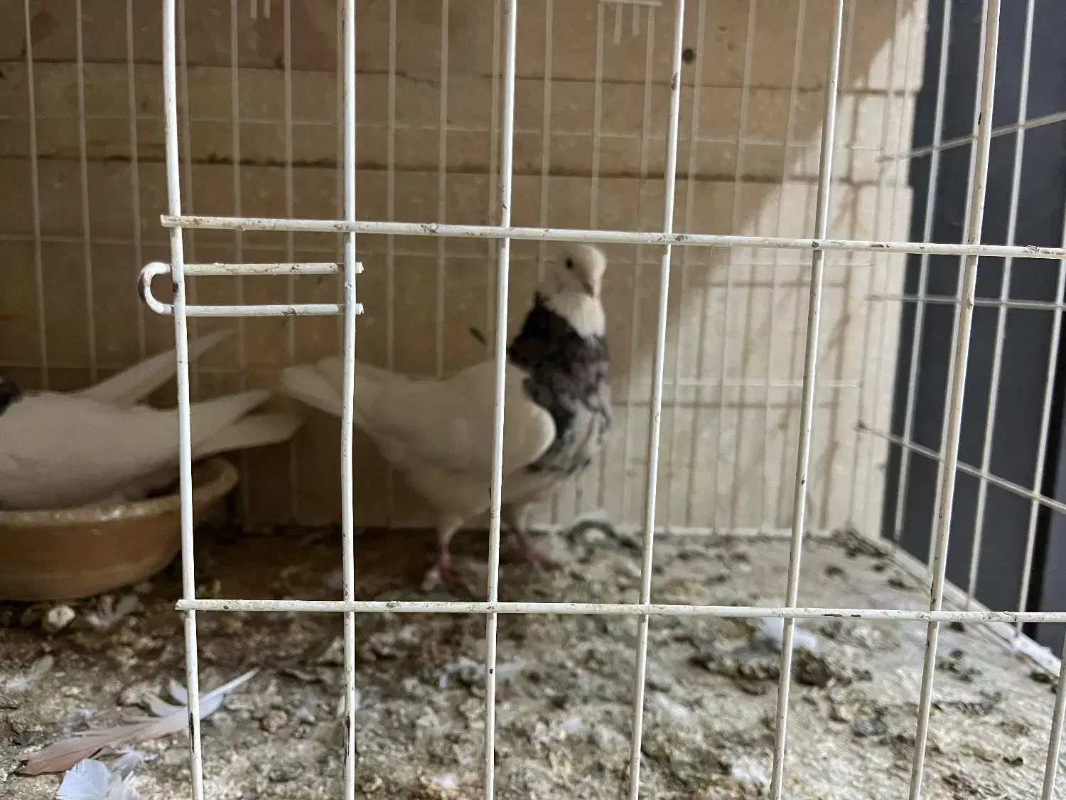 کفتر|پرنده|کرمانشاه, |دیوار