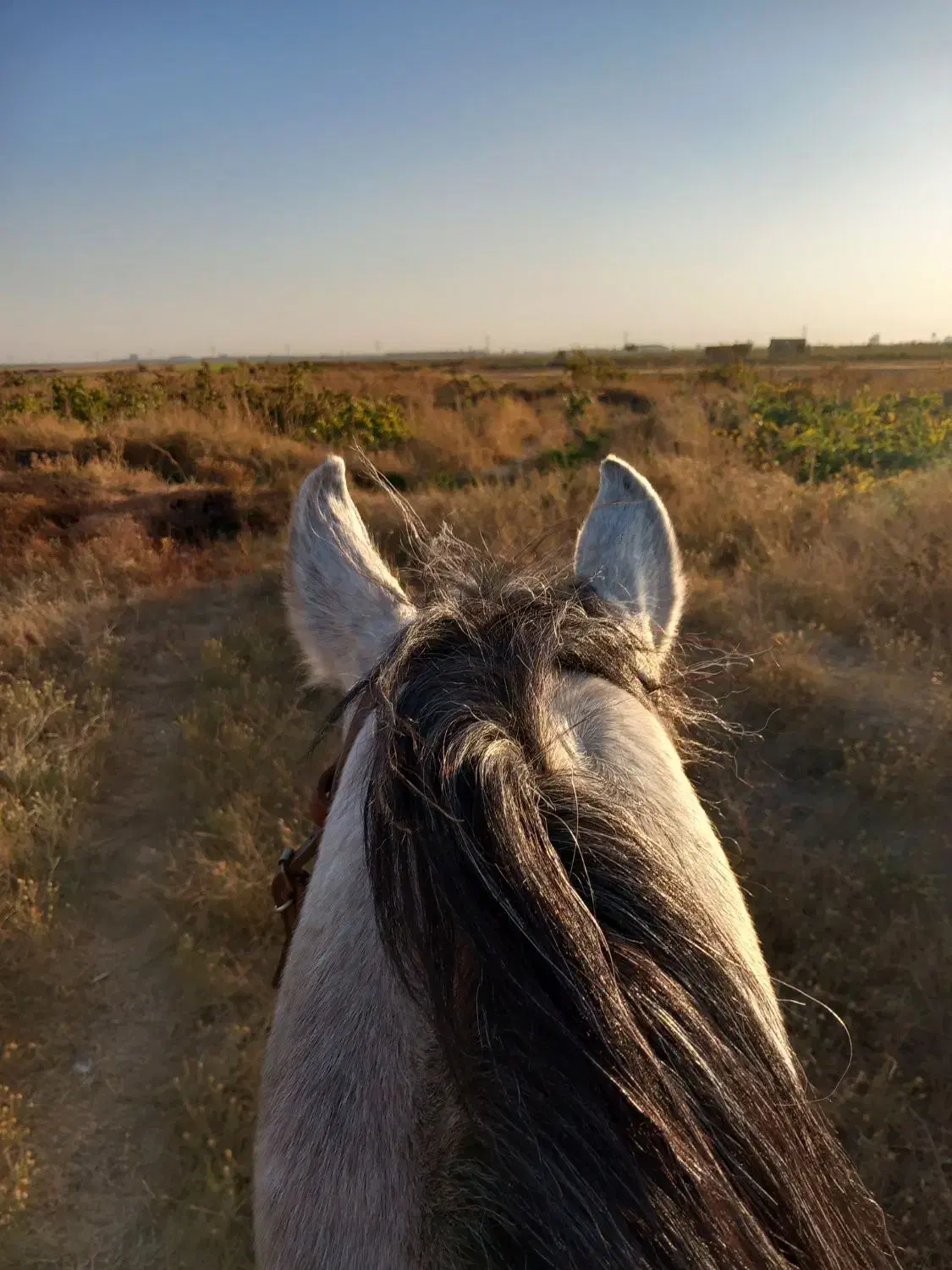 راه اندازی کره تا اتمام سواری|اسب و تجهیزات اسبسواری|الوند, |دیوار