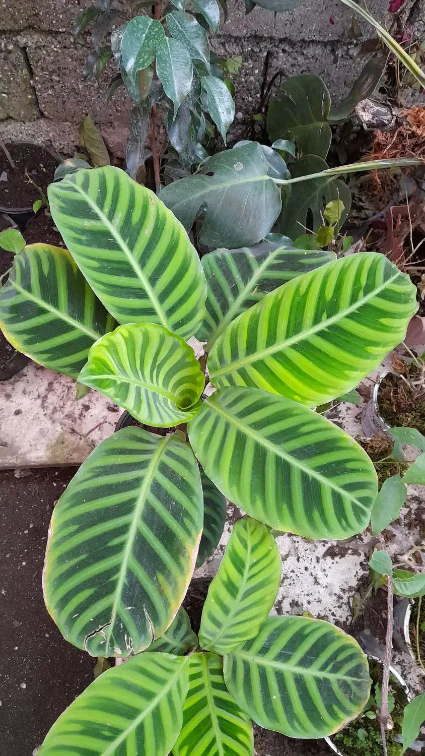 انواع گلهای تازه|گل و گیاه طبیعی|آستارا, |دیوار