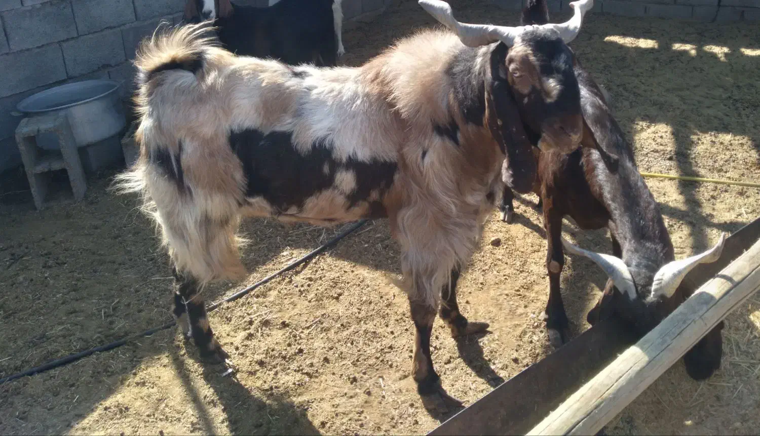 حیوانات مزرعه|حیوانات مزرعه|سیرجان, |دیوار