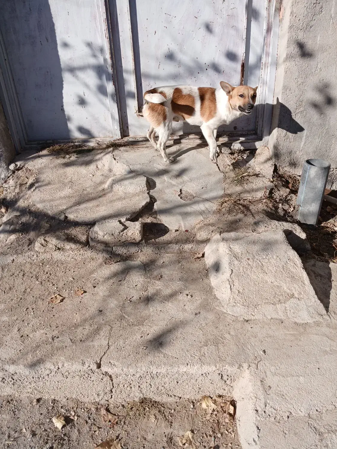 فروش سگ پاکوتاه قیمت ۱۰میلیون|سگ|هشترود, |دیوار