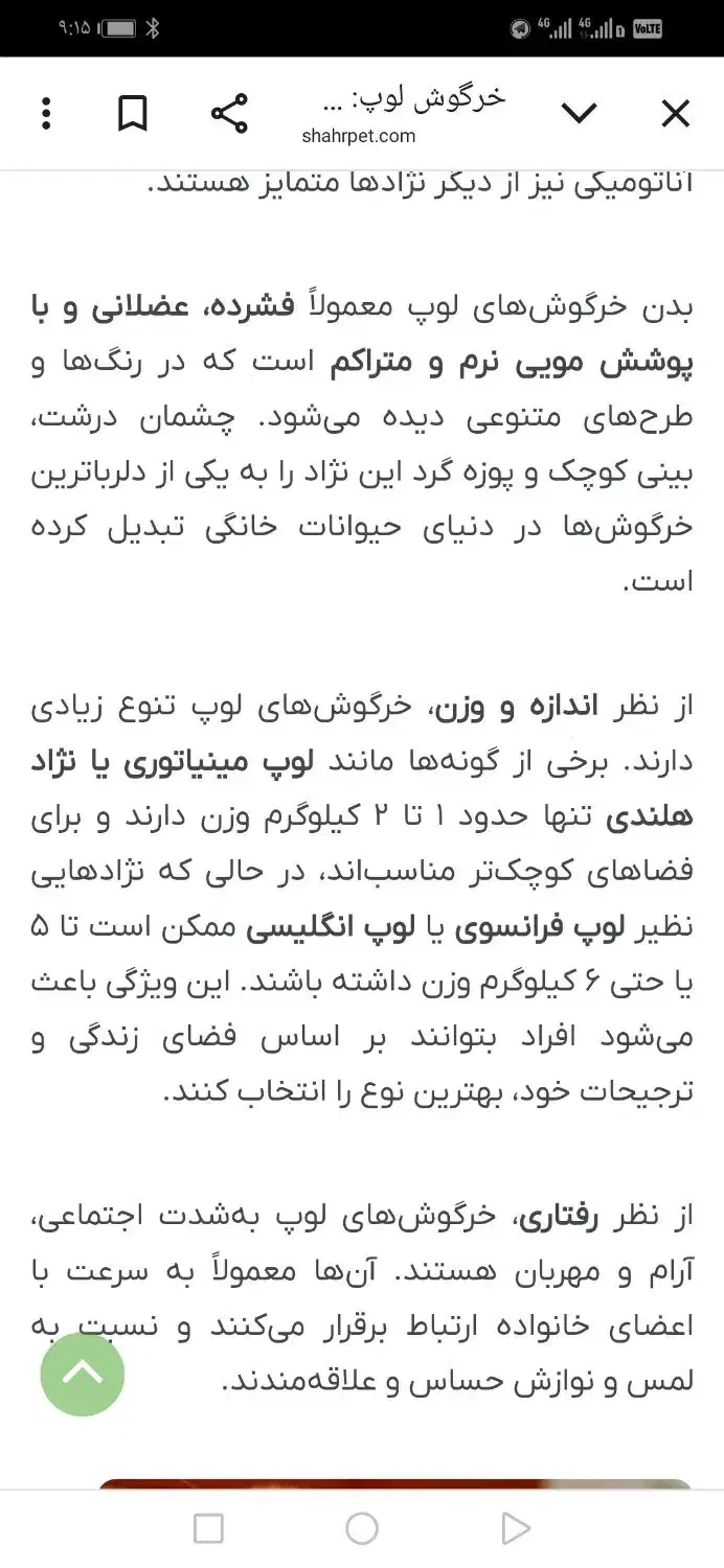 خرگوش لوپ مینیاتوری فرانسوی وانگلیسی|موش و خرگوش|تایباد, |دیوار