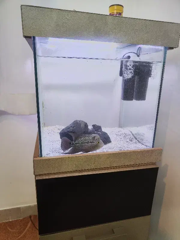 آکواریوم کمد|ماهی|صباشهر, |دیوار