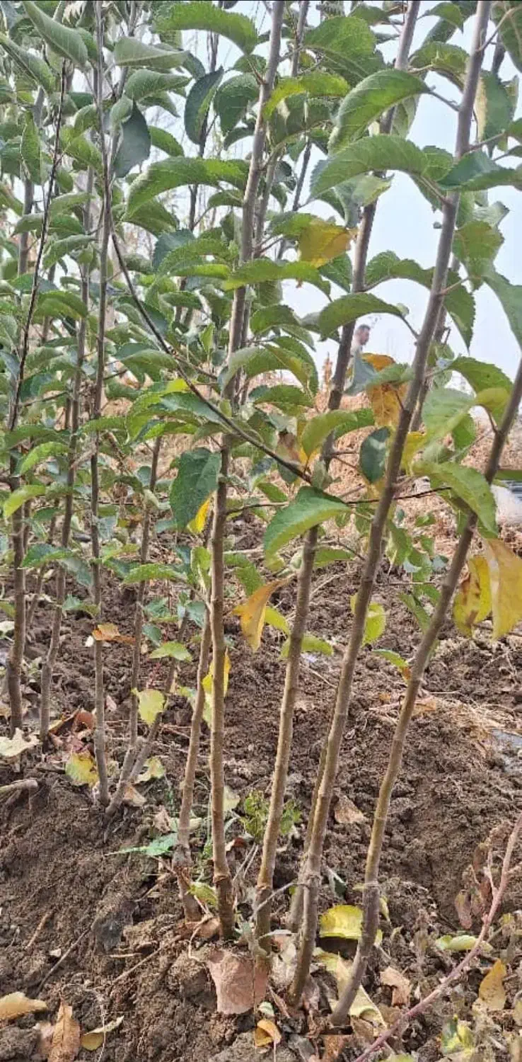 نهالستان مدرن /باقری|خدمات باغبانی و درختکاری|شوط, |دیوار