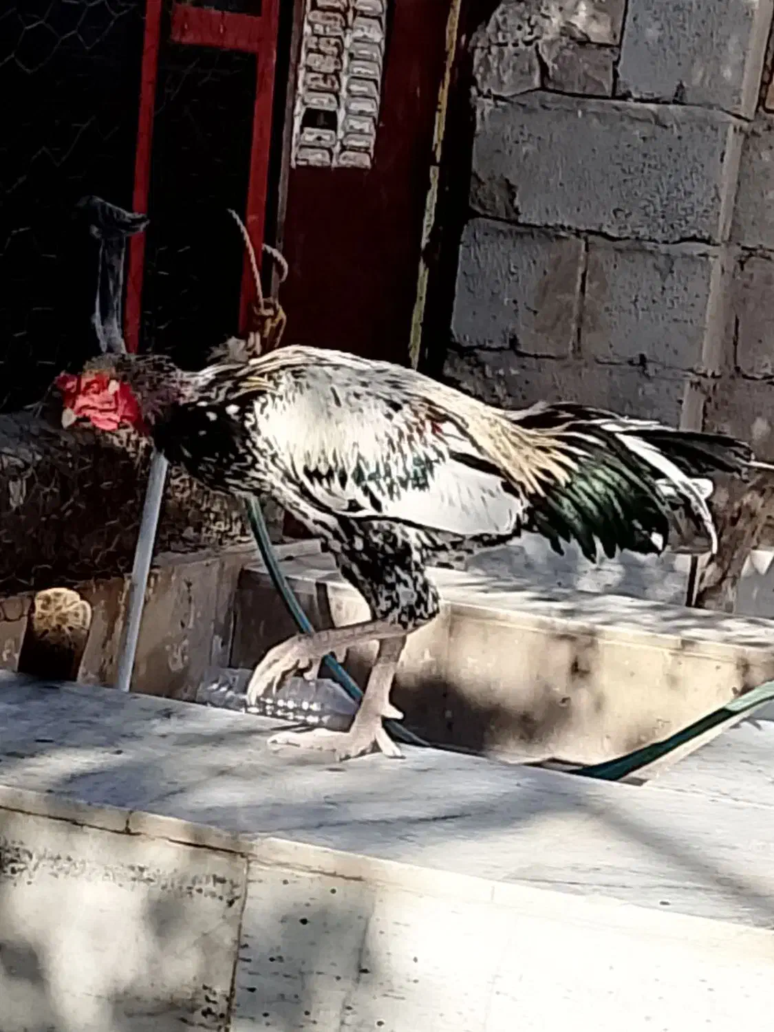 خروس لاری|حیوانات مزرعه|سراوان, |دیوار