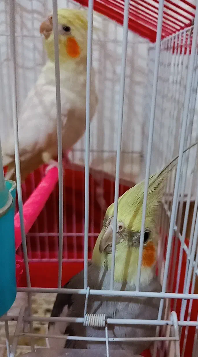 عروس هلندی سخنگو|پرنده|بناب, |دیوار