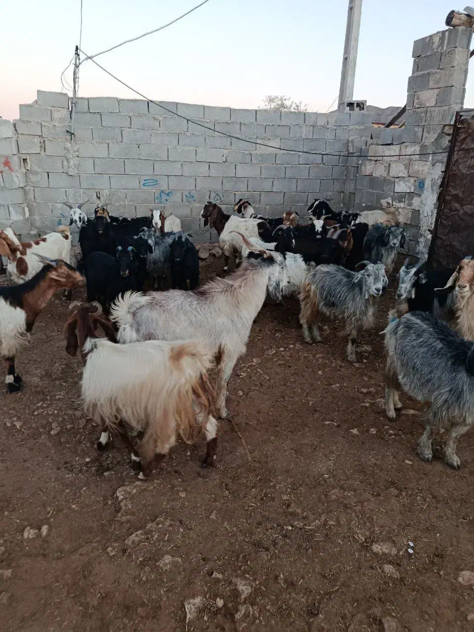 30راس بز یک عدد پازن|حیوانات مزرعه|قیروکارزین, |دیوار
