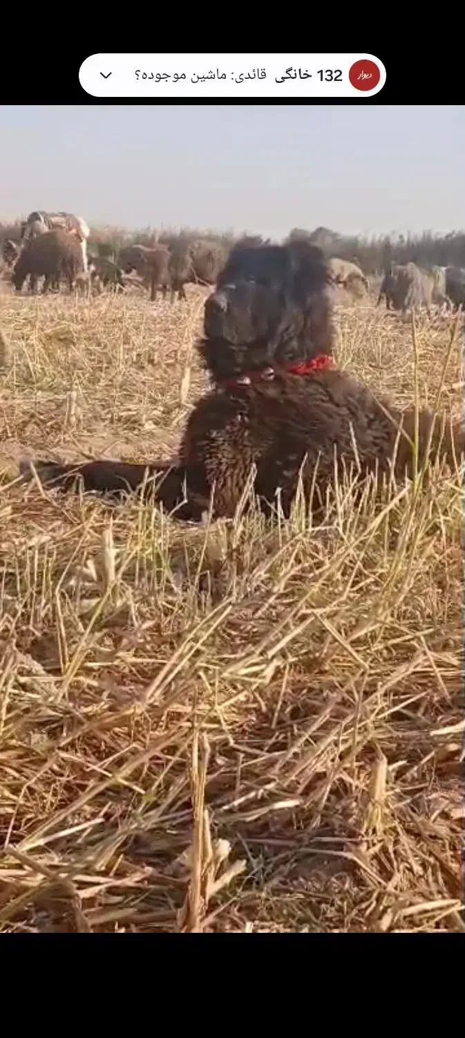 واگزاری سگ قهدریجان|سگ|رودشت (اصفهان), |دیوار