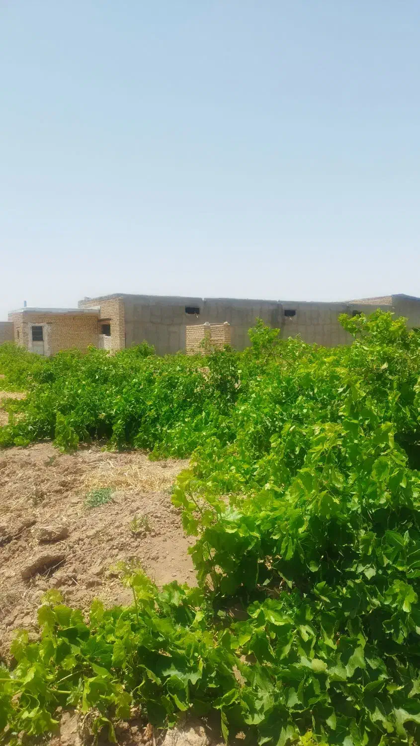 تاکستان زمین کشاورزی برای اجاره یا شراکت|اجارهٔ دفتر صنعتی، کشاورزی، تجاری|اسفرورین, |دیوار