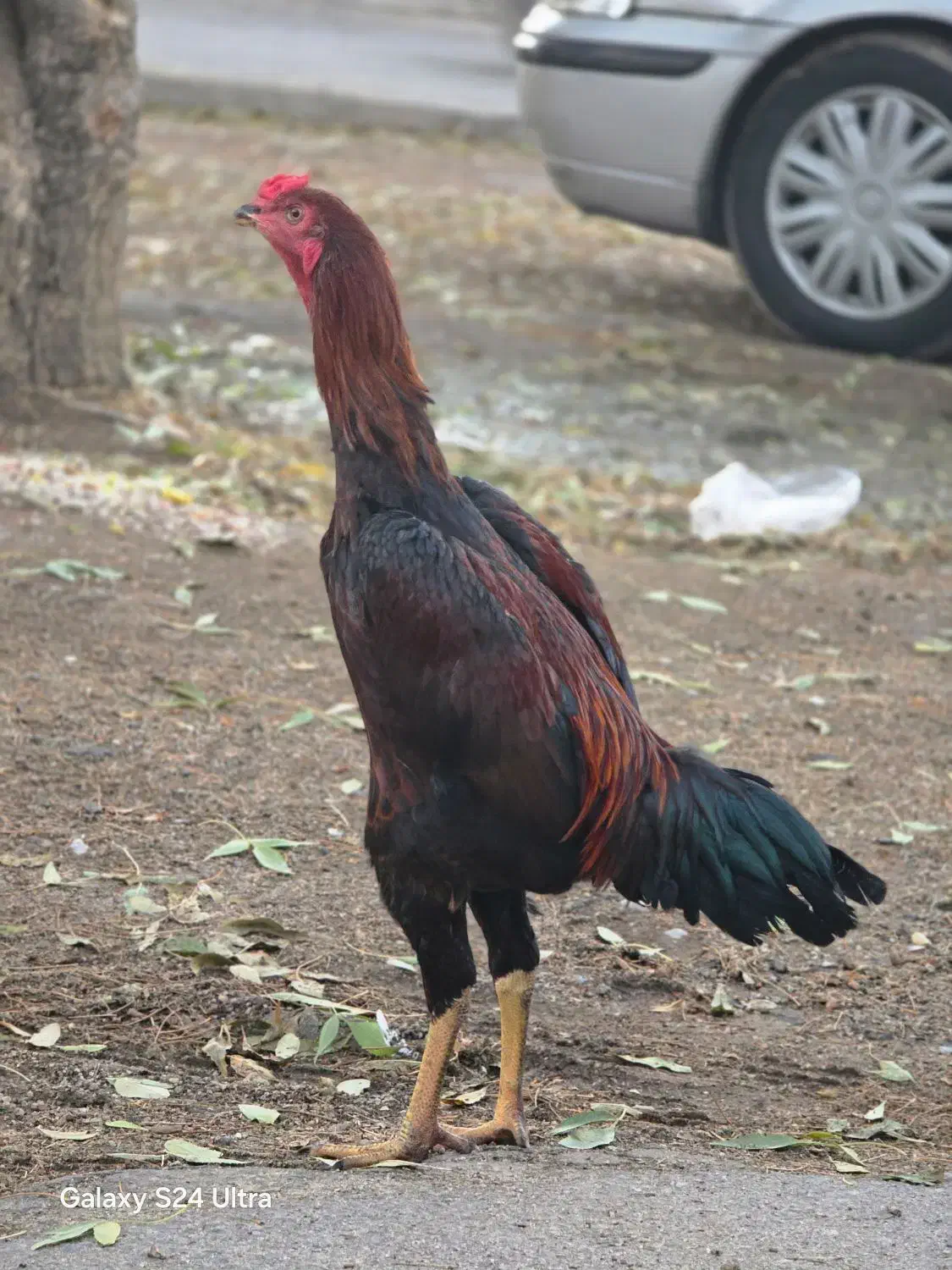 جوجه لاری سه ماهه و نیمه|حیوانات مزرعه|بروجرد, |دیوار