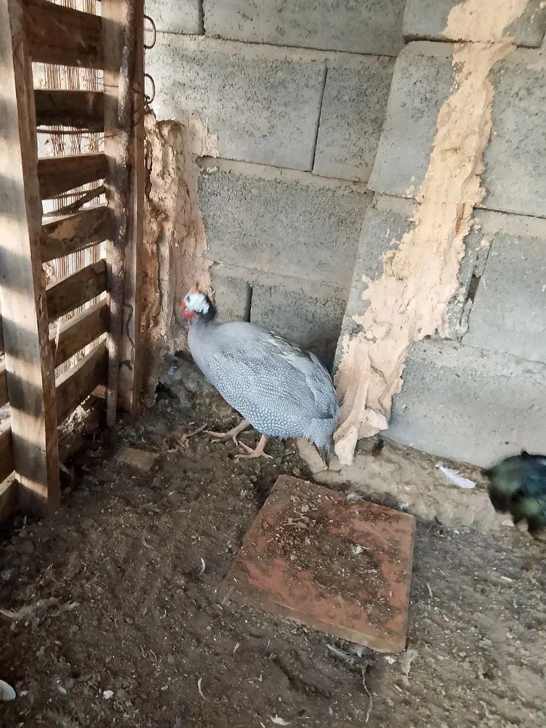 مرغ شاخدار فروشی|حیوانات مزرعه|میناب, |دیوار