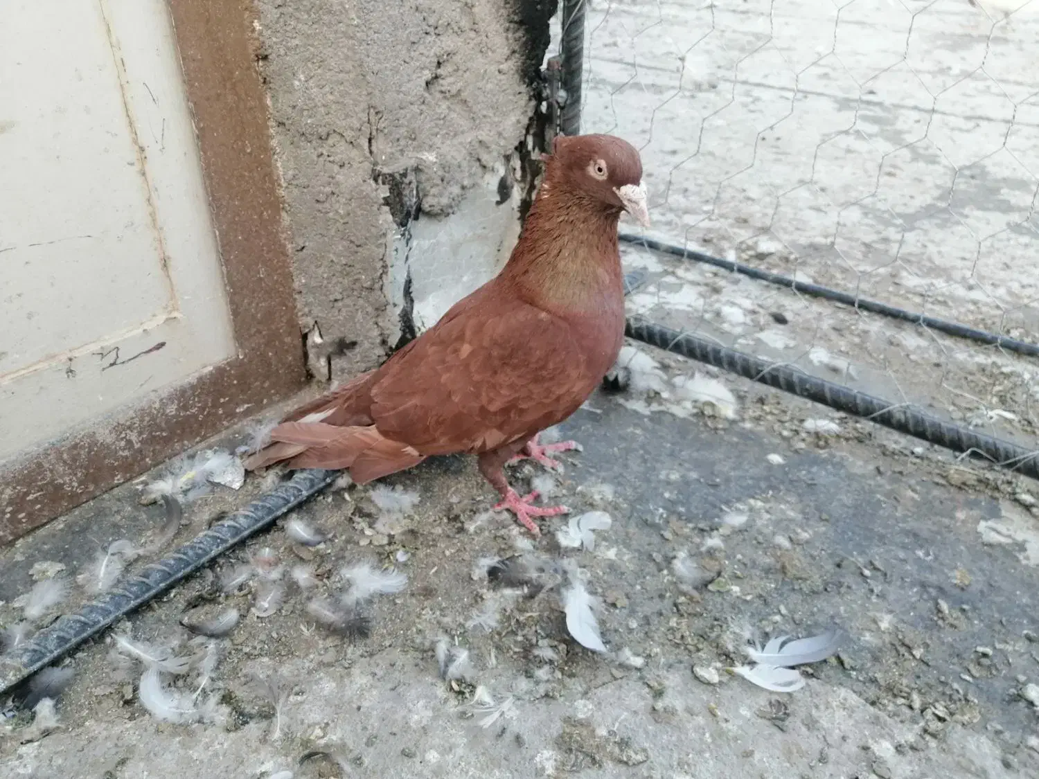 کبوتر|پرنده|بم, |دیوار