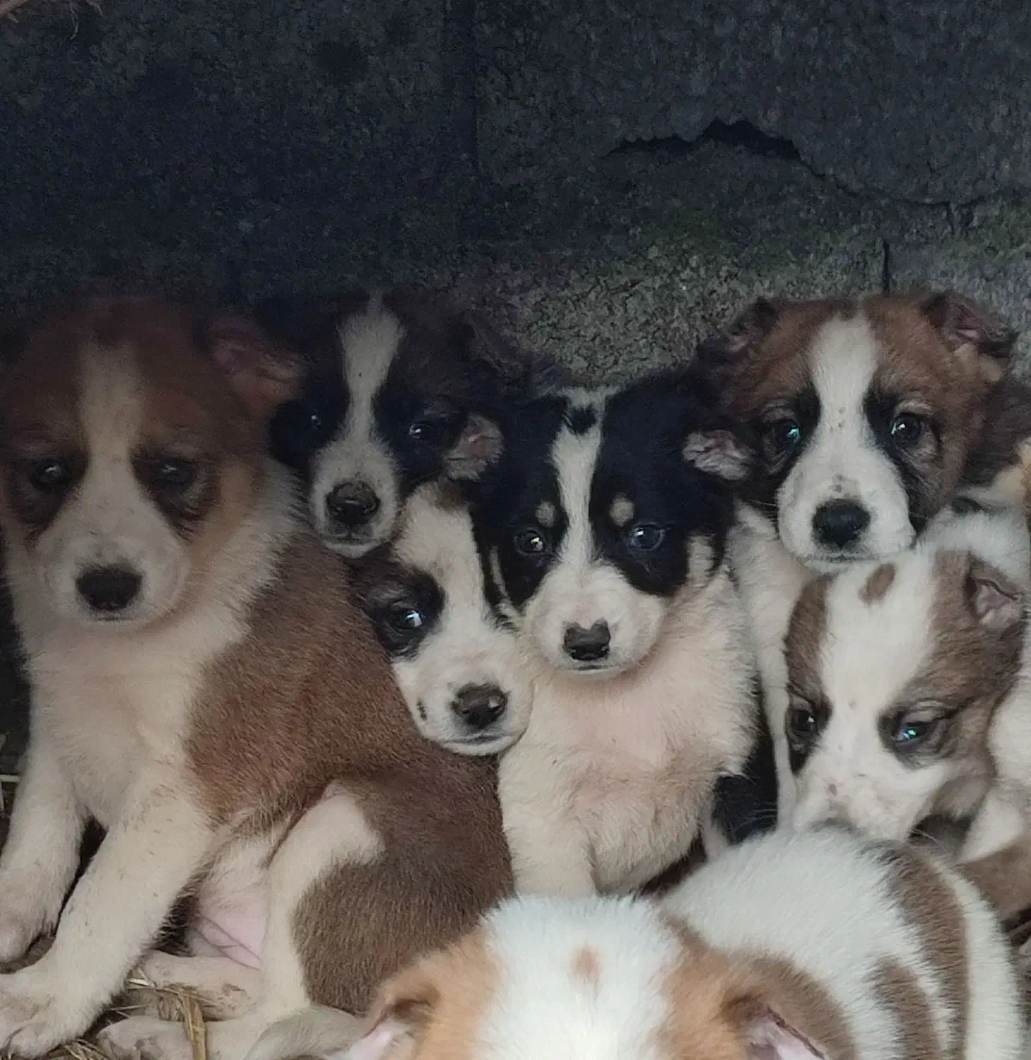 توله سراب دورگ|سگ|چابکسر, |دیوار