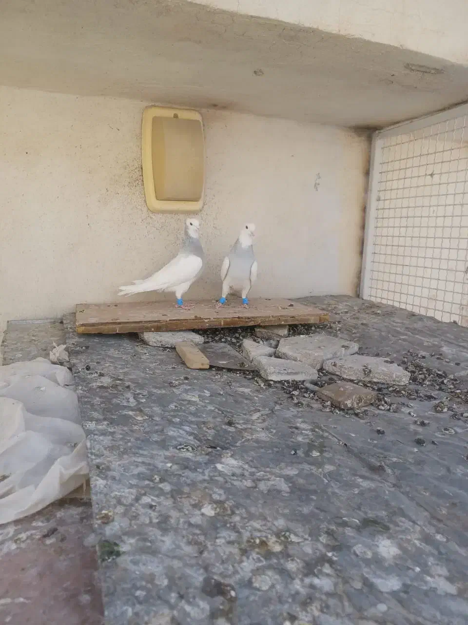 کفتر طوقی کبوتر طوقی فروشی|پرنده|شیراز, شهرک امام حسن|دیوار