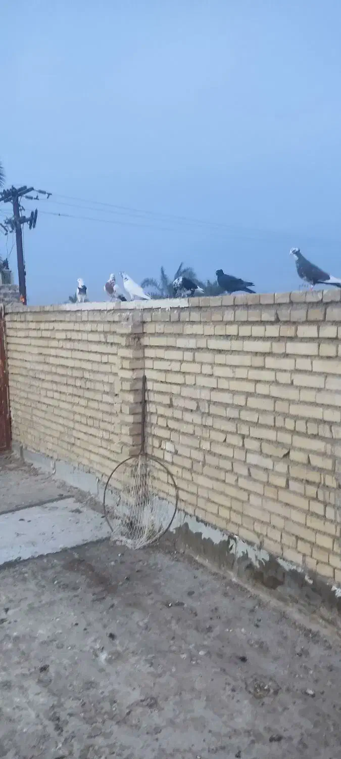 یه دم سرخ و پا بلند کبوتر درجه یک بقیه همه نر|پرنده|کارون, |دیوار