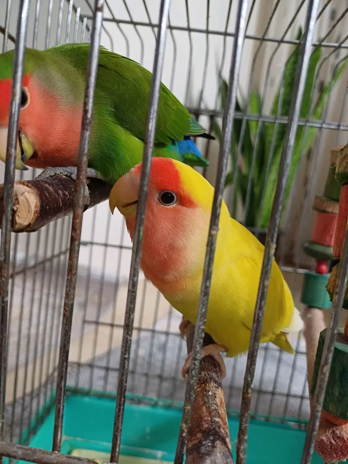 یک جفت طوطی برزیلی به همراه ۴ عدد جوجه|پرنده|محمدشهر, ولدآباد|دیوار