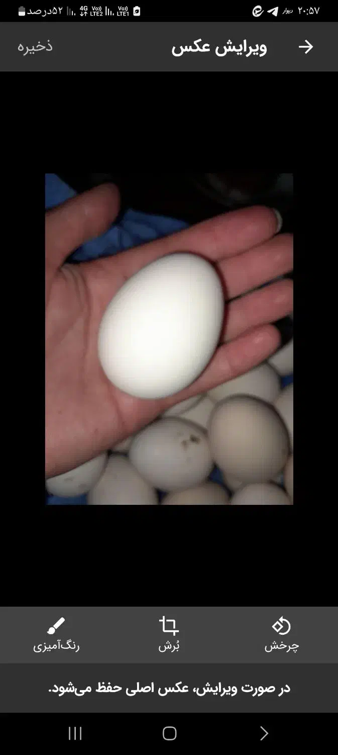 تخم مرغ دیلگونی|حیوانات مزرعه|دهدشت, |دیوار