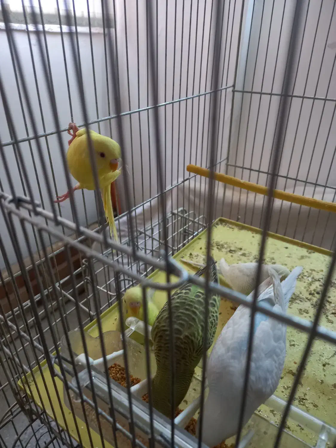 مرغ عشق|پرنده|بروجرد, |دیوار