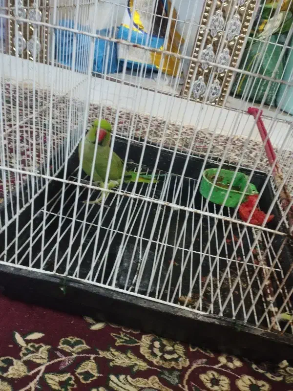 طوطی ملنگو|پرنده|سراوان, |دیوار