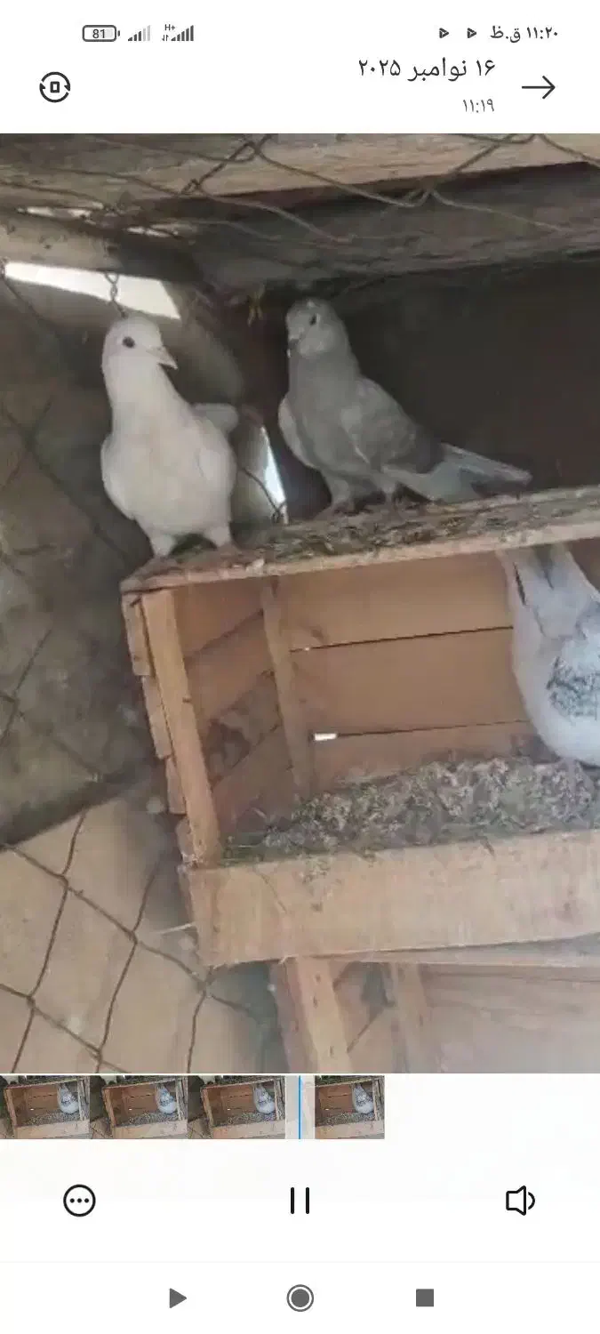 ماهشهر خیابان امام|پرنده|بندر ماهشهر, |دیوار