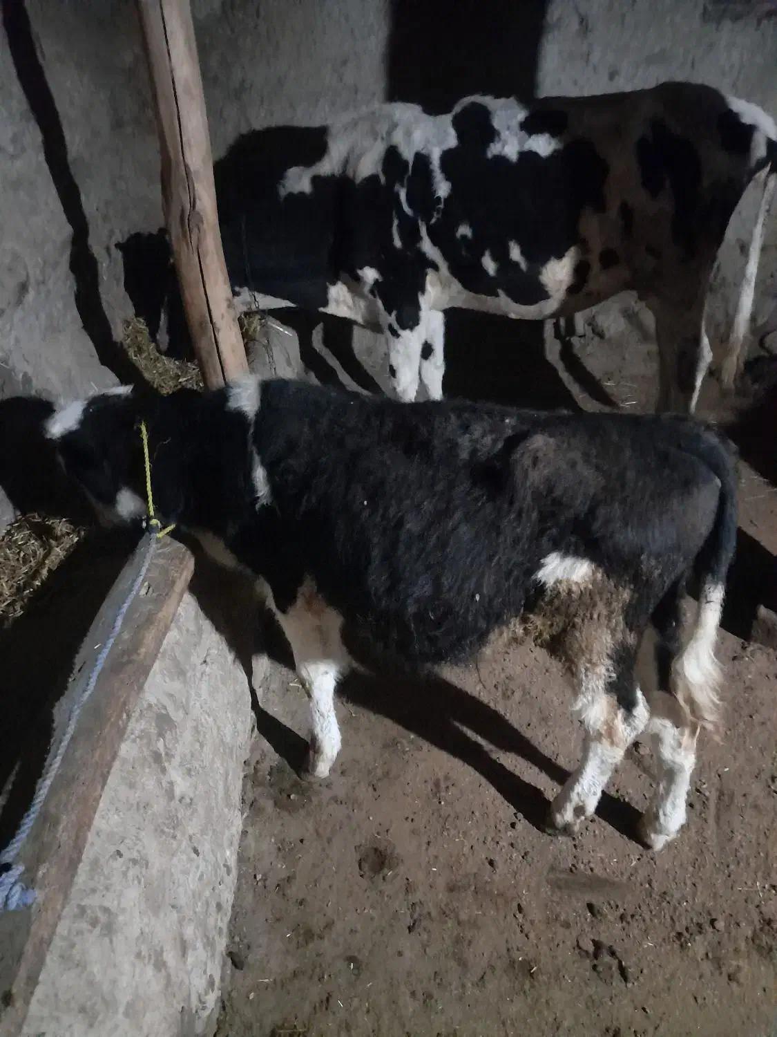 گاو هلند گوساله نره سمینتال|حیوانات مزرعه|مرادلو, |دیوار