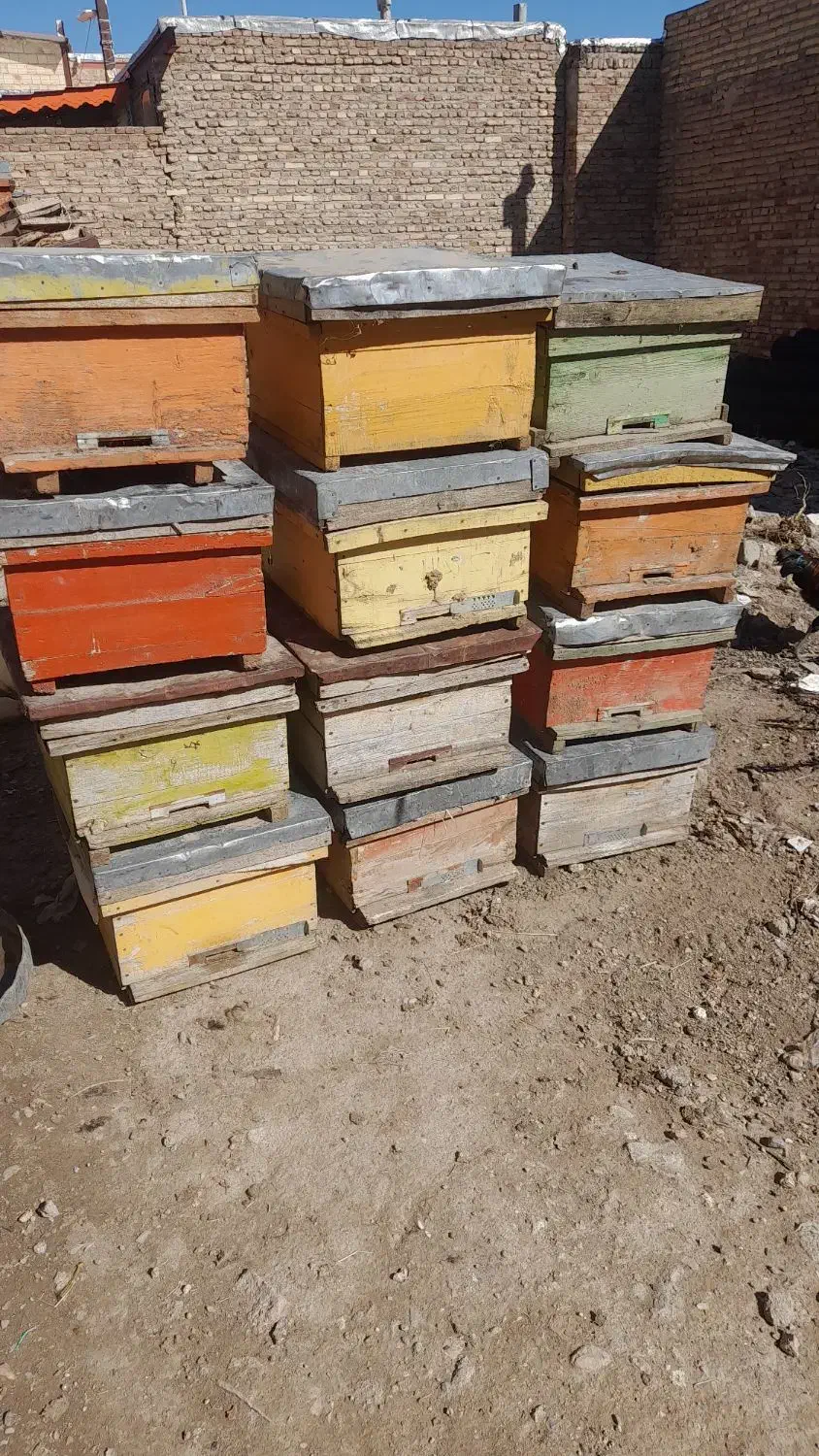 کندو زنبورعسل|لوازم جانبی حیوانات|اهر, |دیوار