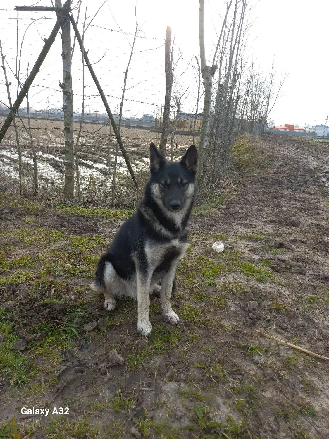 حیوان خوانگی|سگ|لشت نشا, |دیوار