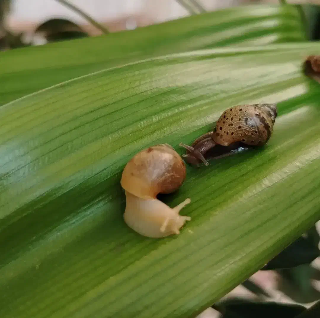 حلزون آچاتینا (سرمایه + زیبایی + خوراکی)|خزنده|ورامین, ورامین|دیوار