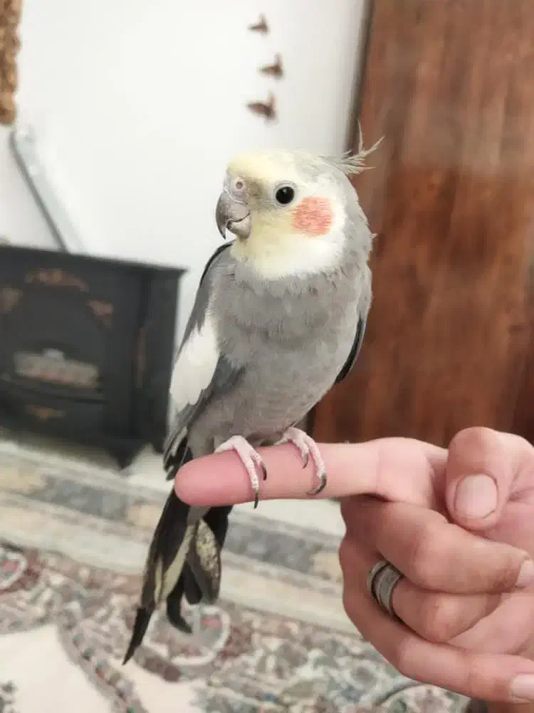 ع ر و س|پرنده|طرقبه, |دیوار