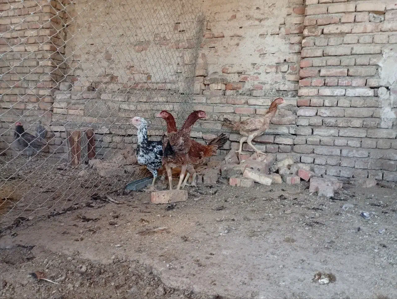 لاری|حیوانات مزرعه|شبستر, |دیوار