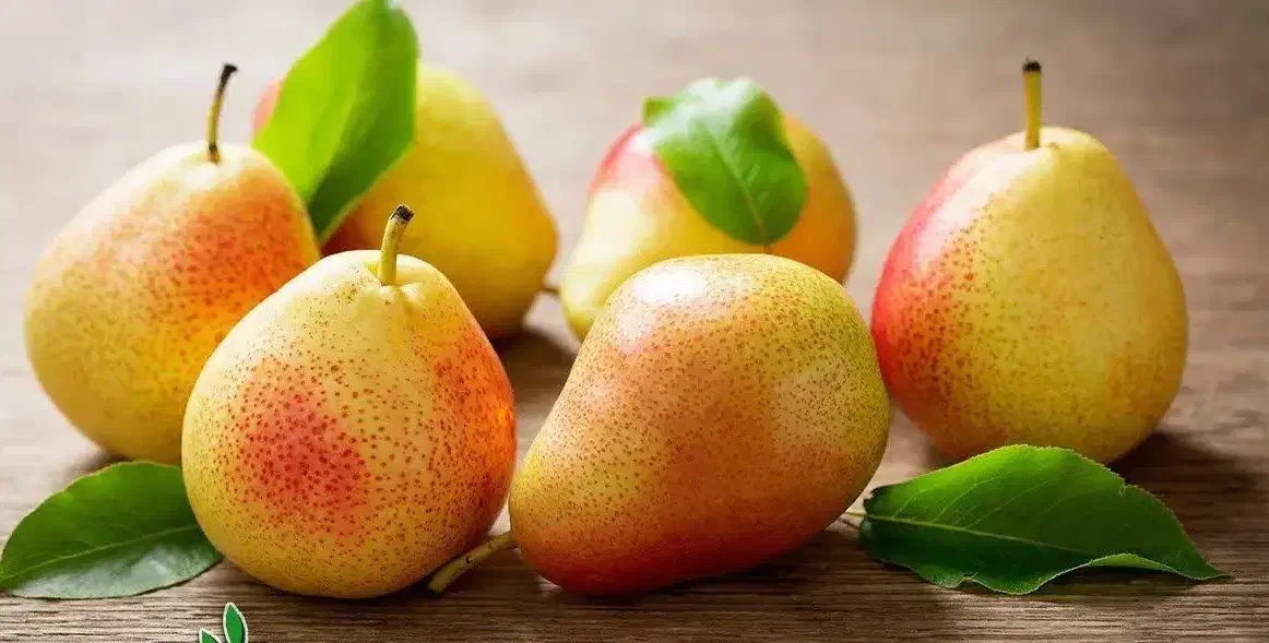 پیش فروش نهال گلابی بارتلت|خدمات باغبانی و درختکاری|سی‌سخت, |دیوار