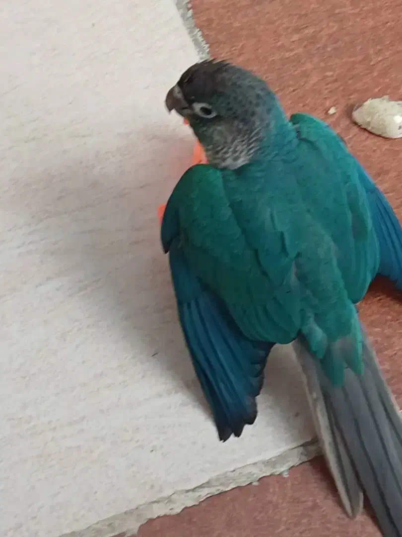 طوطی گرینچیک گمشده|حیوانات|شیراز, بریجستون|دیوار