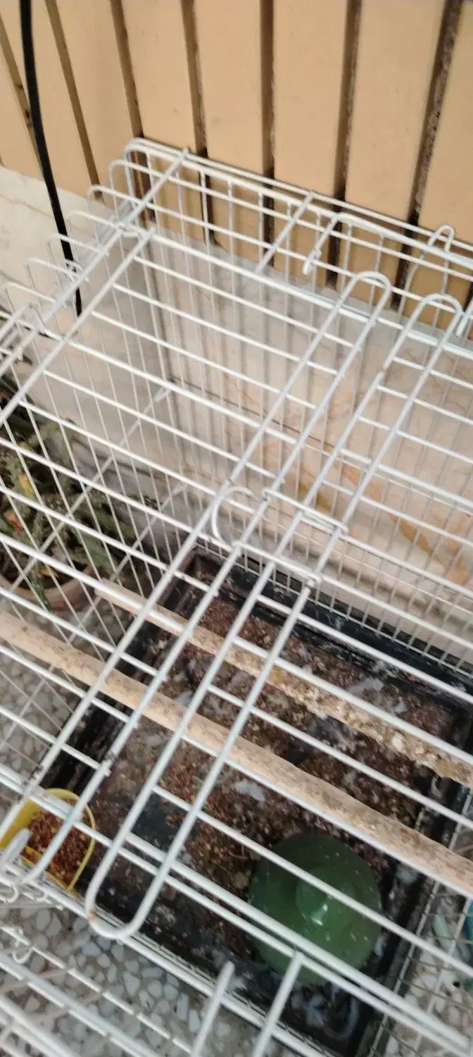 قفس طوطی/عروس هلندی/کبوتر|لوازم جانبی حیوانات|نجف‌آباد, هفده شهریور|دیوار