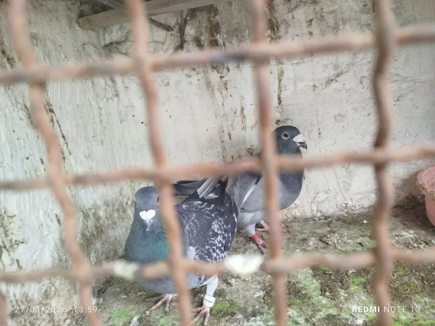 کبوتر|پرنده|نگین شهر, |دیوار