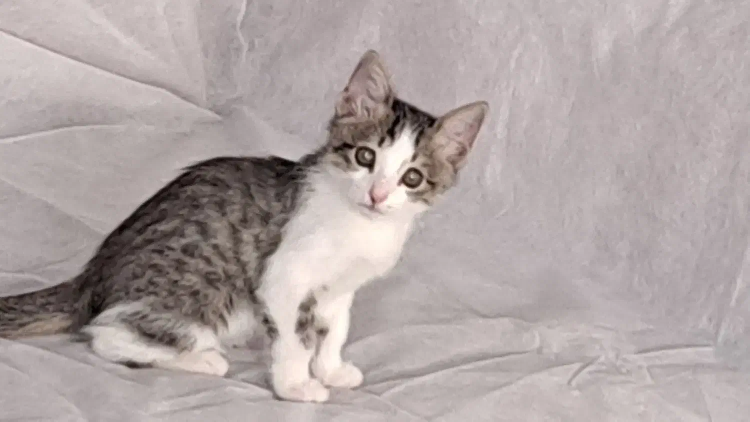 واگذاری|گربه|شاهینشهر, حافظ جنوبی|دیوار